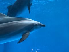 -海合安成都极地海洋公园