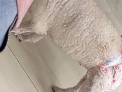 -怪兽屋·羊驼·猫咖·狗咖(俊华广场店)