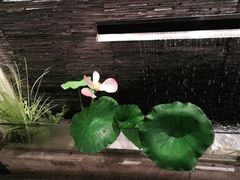 -大榕树下顺德菜(融创茂店)