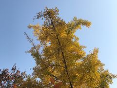 -香山公园