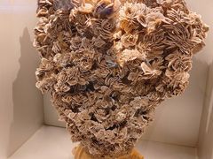 -甘肃地质博物馆