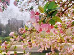 -海棠花溪(元大都城垣遗址公园)