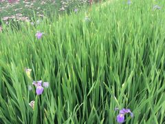 -松山湖梦幻百花洲
