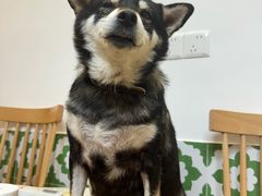 -是阿柴呀！柴犬咖啡·爱喵喵猫咖