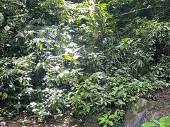 -西双版纳原始森林公园