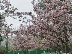 -成都南湖公园