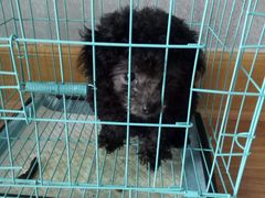 -犬也宠物造型(恒茂国际都会商业街店)