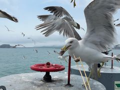 -海驴岛(荣成市)