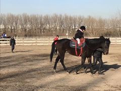 -月河湾马术俱乐部(朝阳店)