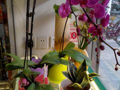 -FEI FEI FLOWER鲜花店·气球派对·宝宝宴布置(虹口德必运动Loft店)