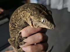 -酷以爬仙阁实体爬宠店·守宫·蜥蜴·专业繁育