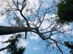 -中国科学院西双版纳热带植物园