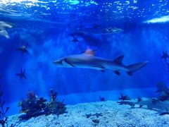 -太平洋海底世界