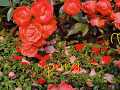 -人民公园(罗湖区)