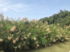 -大湾区中央湿地公园