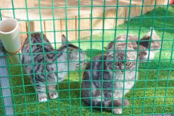 -萌宠亲子动物乐园(槐房万达店)