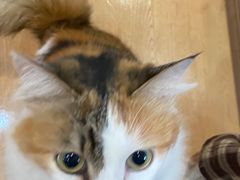 -是阿柴呀！柴犬咖啡·爱喵喵猫咖