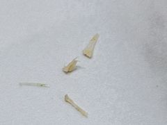 -三合园水饺(二马路店)