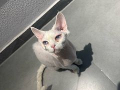 -琪喵猫屋·撸猫猫咖·猫舍