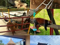 -西霞口神雕山野生动物世界