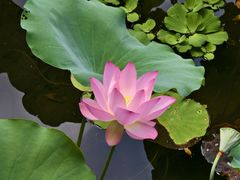 -荔湾湖公园