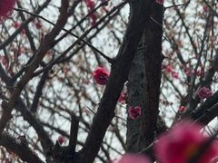 -香雪海