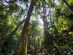 -西双版纳原始森林公园