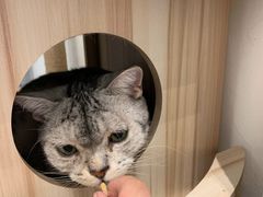 -猫友咖啡店(玉林西路店)