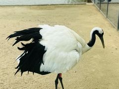 -盐城丹顶鹤湿地生态旅游区
