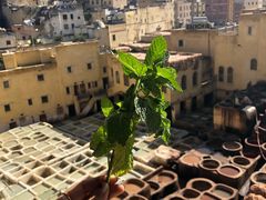 -穆莱拉赫制革厂