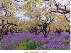 -江苏三台山国家森林公园