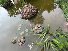 -深圳仙湖植物园