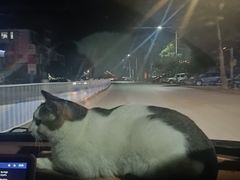 -深圳野生动物园