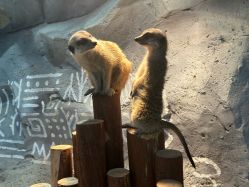 -Zoolung Zoolung动物主题公园(海信广场店)