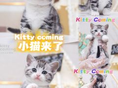 -小猫来了·猫舍(红山六九七九店)