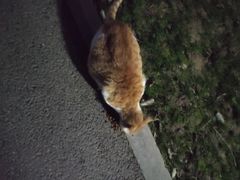 -堤角公园