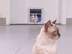 -Heymao猫咖.咖啡厅(东门店)