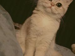 -柚子猫舍·精品猫舍购猫·猫咪认养·购宠·宠物店