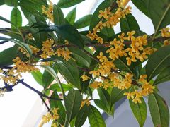 -西安软件新城软件研发基地2期