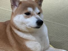 -逗柴咖啡屋·狗咖猫咖宠物桌游