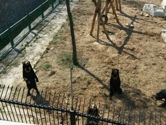 -石家庄市动物园