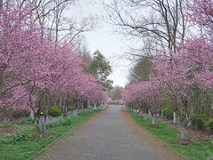 -上海海湾国家森林公园