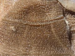 -巴渝瓦肆重庆鲜火锅(宝龙环湖店)