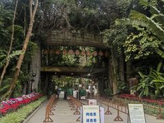 -西双版纳原始森林公园