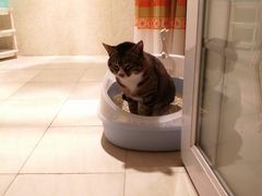 -爱贝特动物医院·猫口炎专科