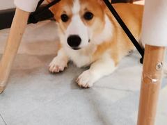 -汪说·狗咖(旺城大厦店)