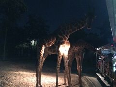 -清迈夜间动物园