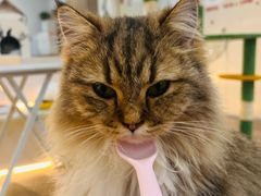 -COLOR PETS 撸猫馆·购猫·猫咖(长风大悦城店)