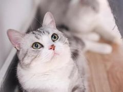 -芭比堂动物医院·犬猫全科·异宠专科(雁塔分院)