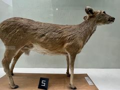 -国家自然博物馆